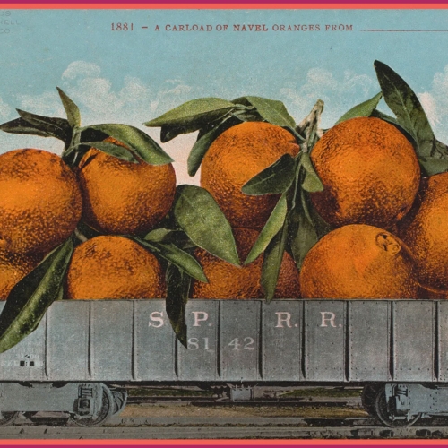 peach newberry