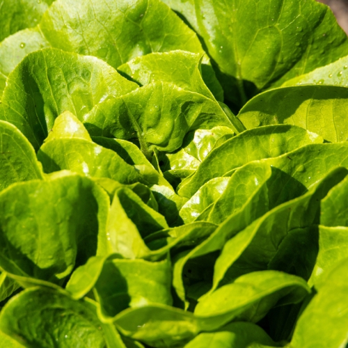 lettuce