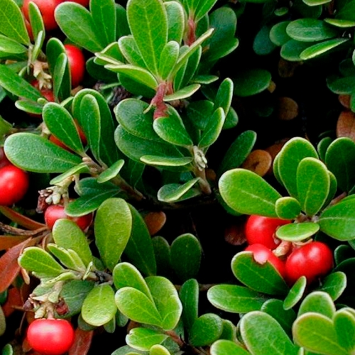 learning edu native evergreen