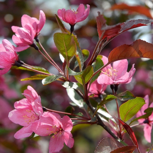 crabapple