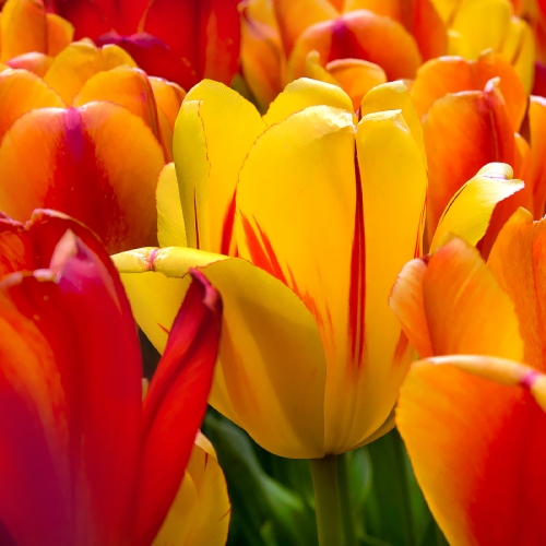 Spring Bulbs