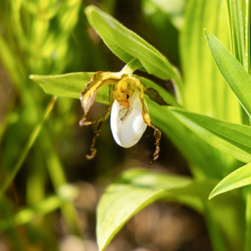 Lady slipper orchid