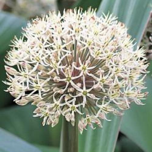 Bulb Catalog Chicago Botanic Garden