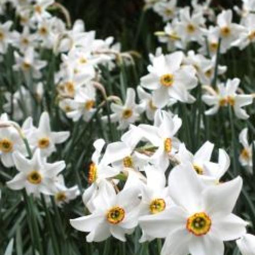 Bulb Catalog Chicago Botanic Garden