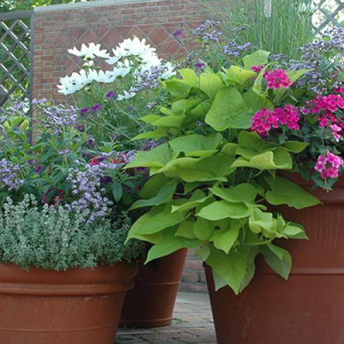 Bulb Catalog Chicago Botanic Garden