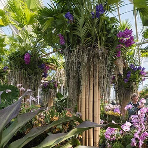 Bulb Catalog Chicago Botanic Garden