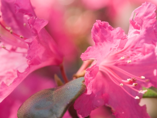 May rhododendron-ramapo 