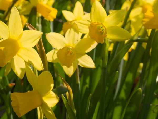 Daffodils