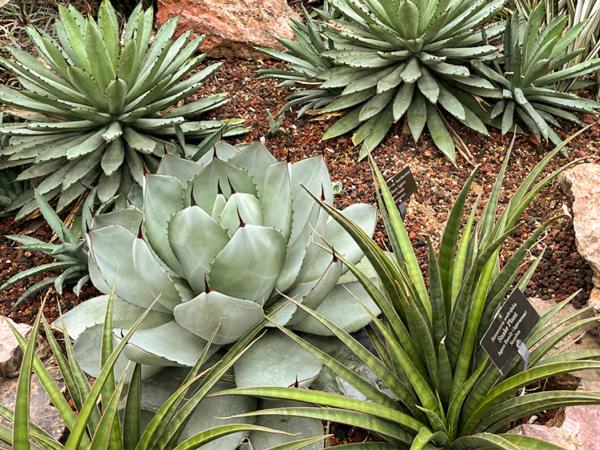Agave Macrocantha Agavaceae