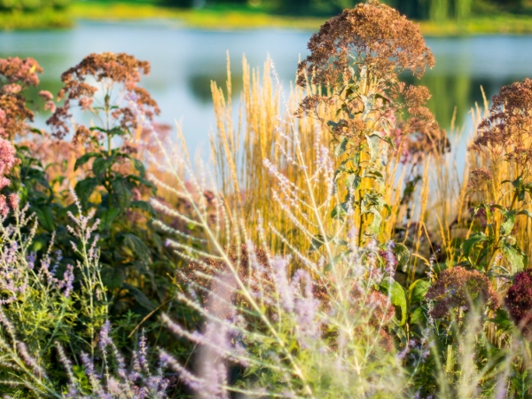 Meadow