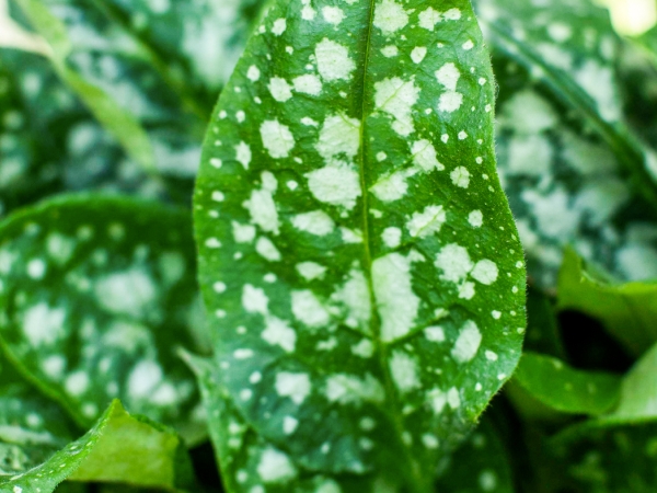 bethlehem sage