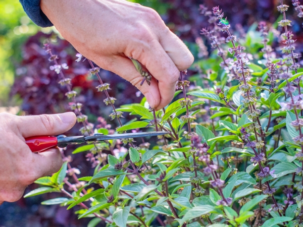 Deadheading basil
