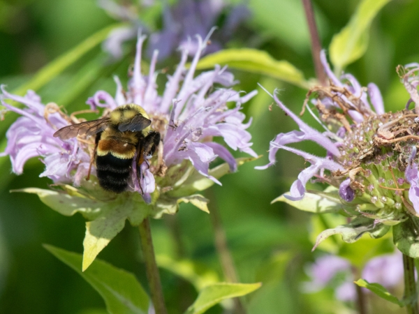rusty patched bumble bee
