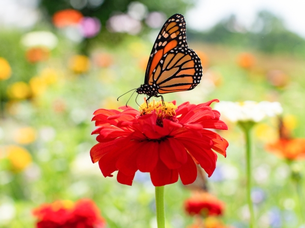 pollinator on a zinnia