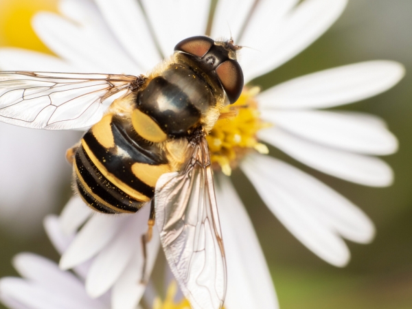 Transverse-banded flower fly