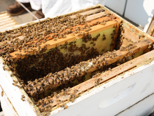 bee harvesting 