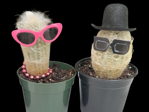 Plants in Costume