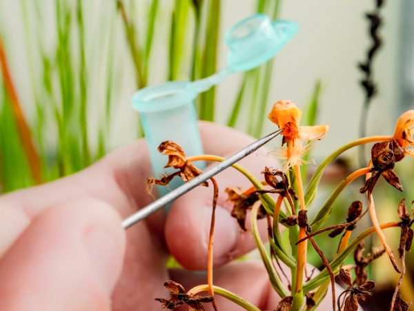 science collect pollen