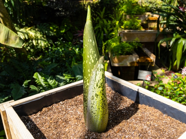 greenhouse-corps-flower