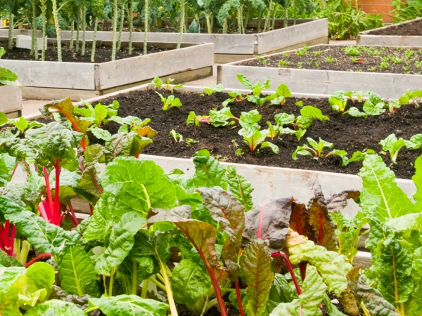 raised beds