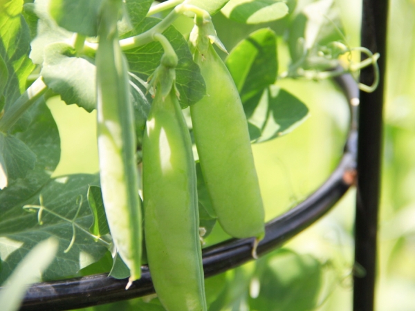 peas