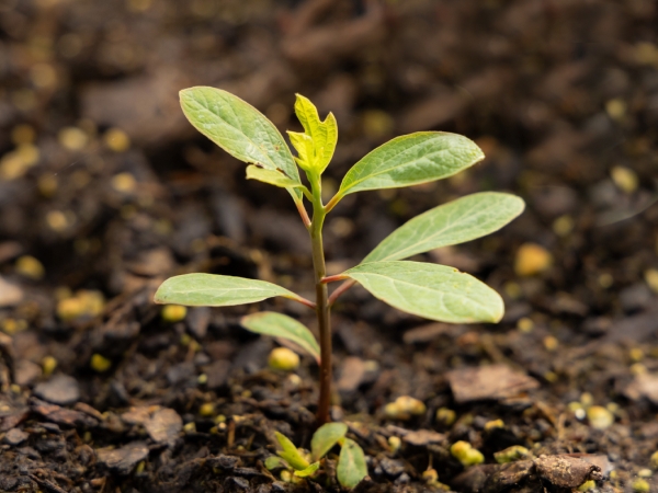 Sassafras Sprout-