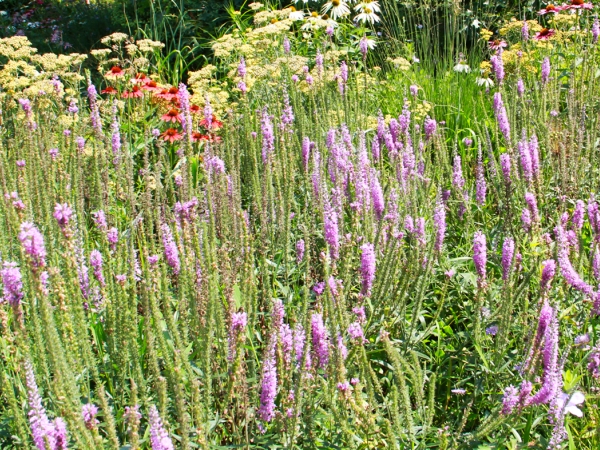 Native Grasses