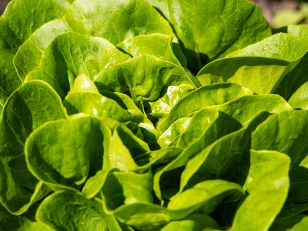 lettuce