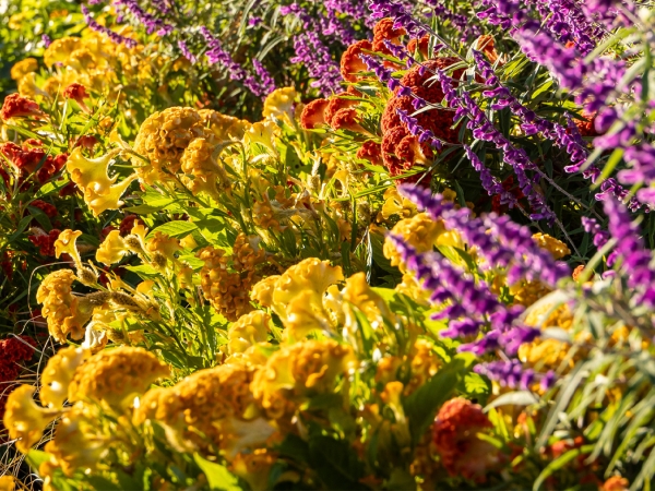 celosia
