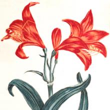 Free Library Talk: Chelsea Physic Garden: Botanical Stories