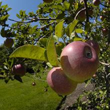 Apple tree