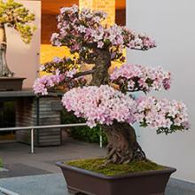 Midwest Bonsai Society Spring Show & Sale