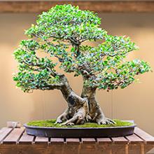Bonsai Collection at the North Carolina Arboretum