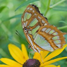 (Siproeta stelenes) Malachite butterfly, a native of Brazil