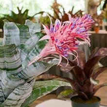 Bromeliad Society of Greater Chicago Show & Sale