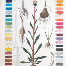 Color chart and illustration
