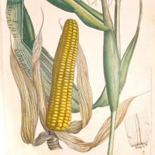Corn illustration