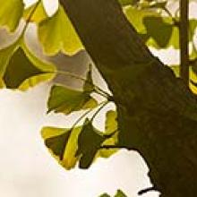 Ginko