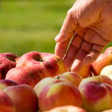 Harvest Weekend