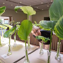 Northern Illinois Hosta Society Show & Sale
