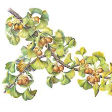 Colored Pencil Drawing Ii Course Chicago Botanic Garden