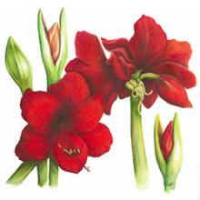 Colored Pencil Drawing Course Chicago Botanic Garden