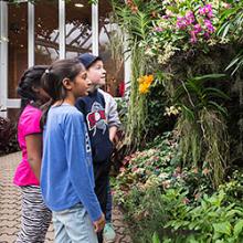 Chicago botanic garden orchid show 2019 Chicago botanic garden orchid show 2019