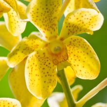 Yellow Orchid Calendar Chicago Botanic Garden Yellow Orchid Calendar Chicago Botanic Garden