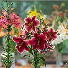 Wisconsin-Illinois Lily Society Show & Sale