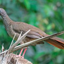 Speckled chachalaca (Ortalis guttata)
