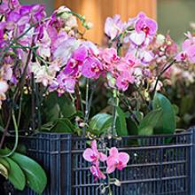 Post-Orchid Show Plant Sale