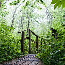 Woods Walk