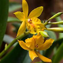 Orchid Marketplace