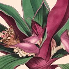 Free Library Talk: Smith & Sowerby’s Botanical Collaboration